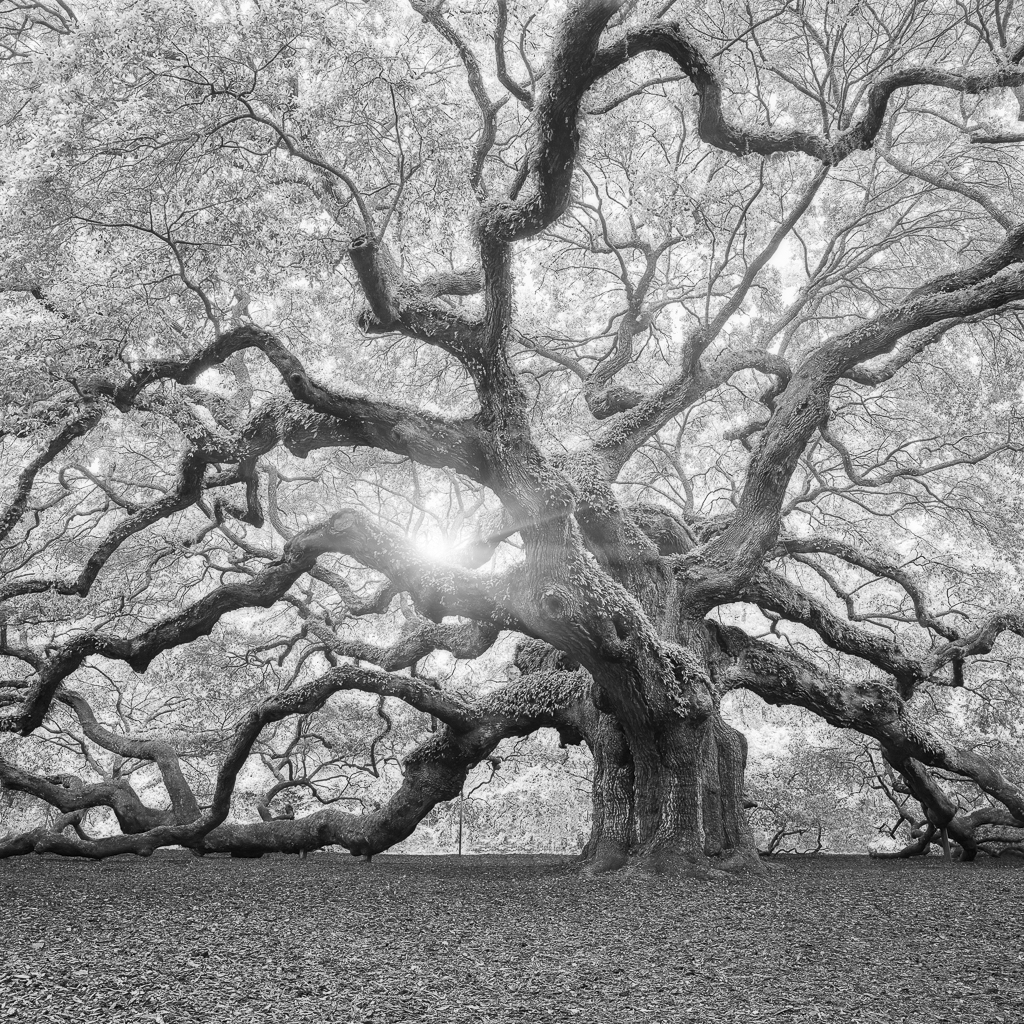 White Oak Trees In Georgia